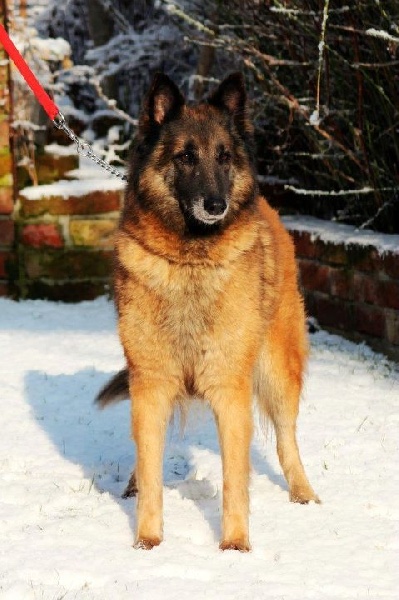 CH. Chani Of the smart spirit